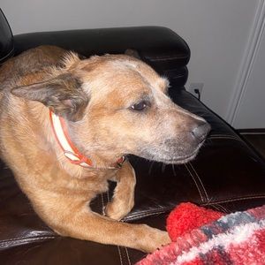 Meet your Posher, Peter